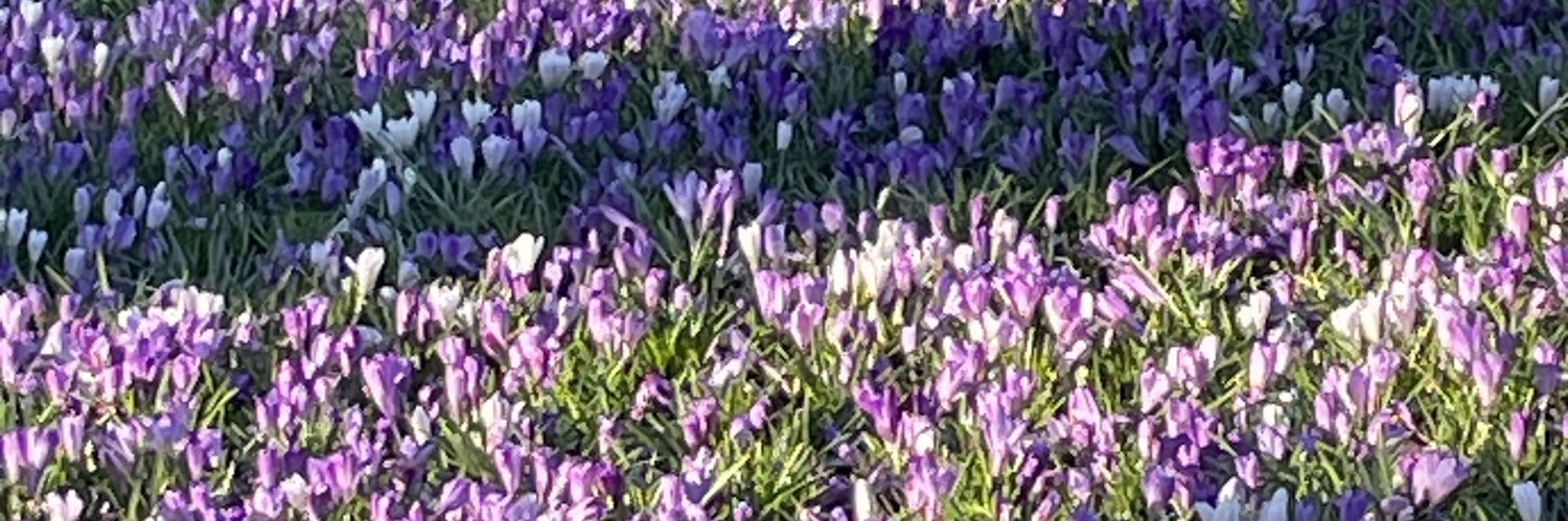 🎼🇬🇧Forward_Focus🇨🇦🎵 banner