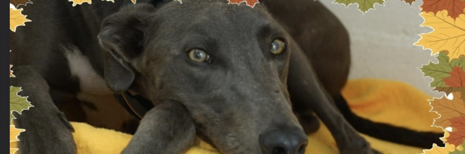 Hector’s Greyhound Rescue banner