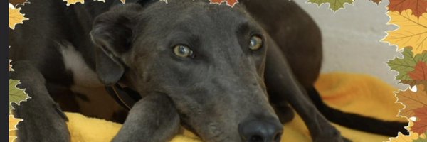 hectorsgrescue Profile Banner