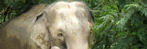 MEME_elephants Profile Banner