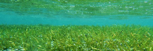 drpyork Profile Banner