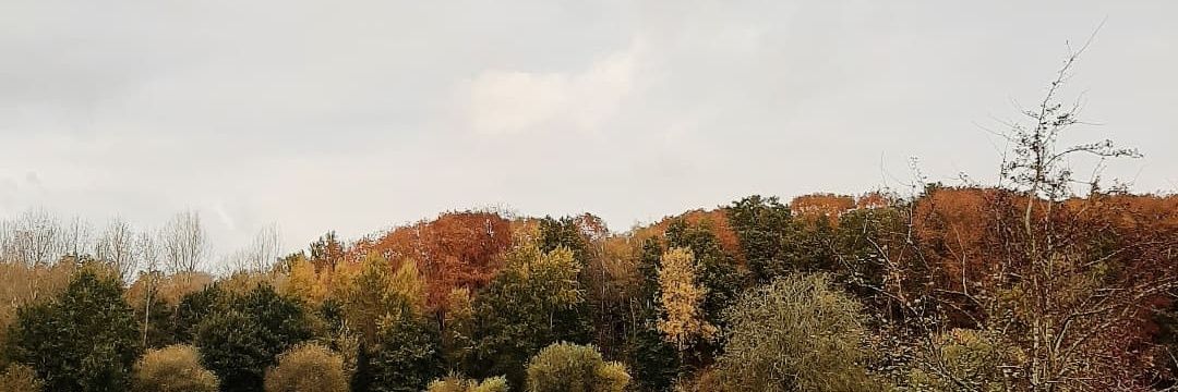 dumlaur's profile banner image