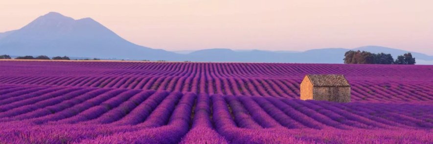 maria céleste banner