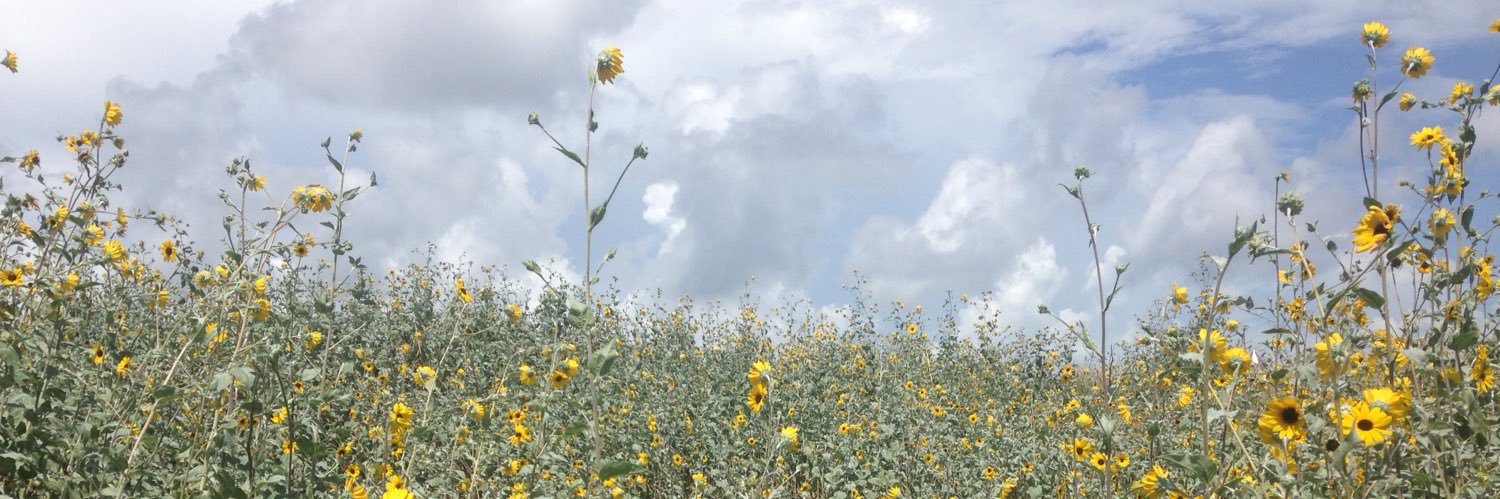 Marcianuz 🌻🐇🦜 banner