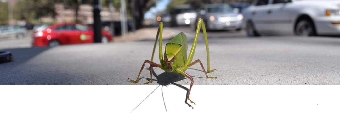 maggibot could use a snack banner