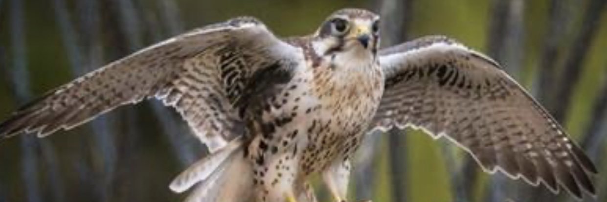 خبير تربوي | حساب شخصي banner