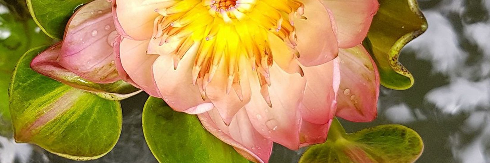 ThaiLanguageRes's profile banner image