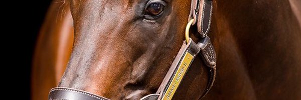 TwinHillsStud Profile Banner