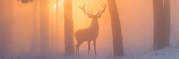 antelope_🦌 Profile Banner