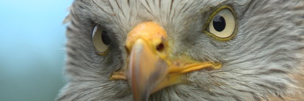 procuriosity Profile Banner