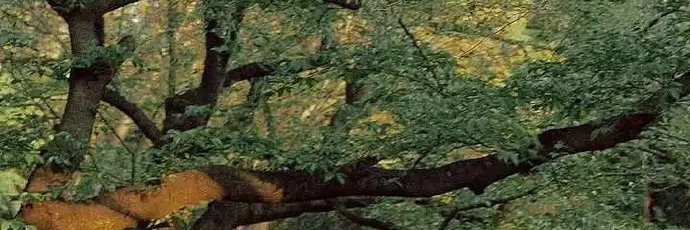 aslov55336's profile banner image