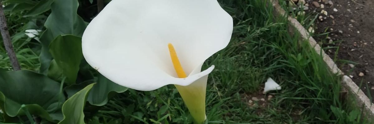 reyesalamillo's profile banner image