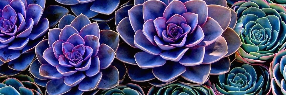 DanielleC_BG's profile banner image