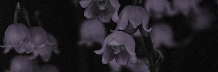 werka banner