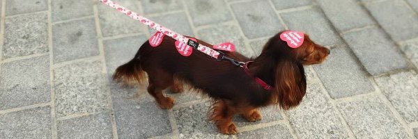 monika7557 Profile Banner