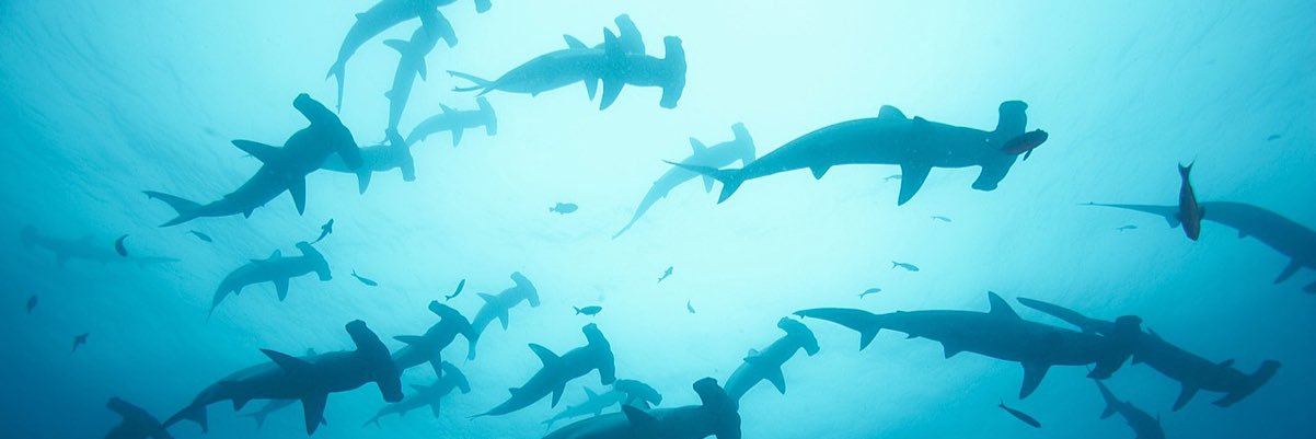 ERIC JAMES HILL banner