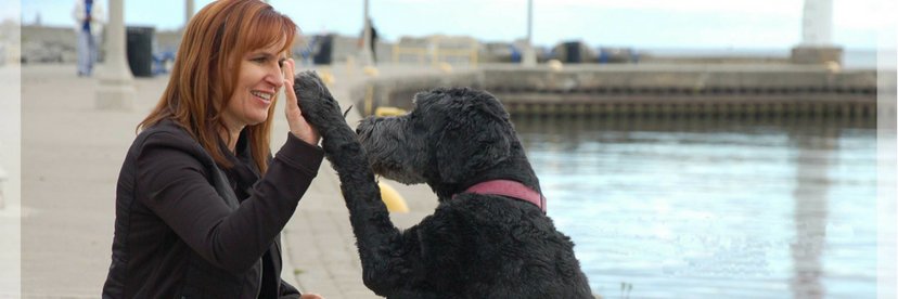 Bronte Village Vet banner