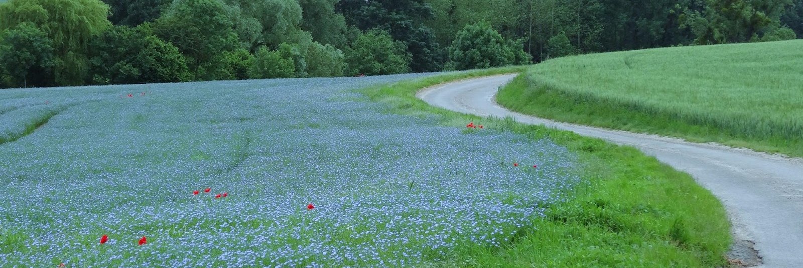 Patrice.Ronche banner