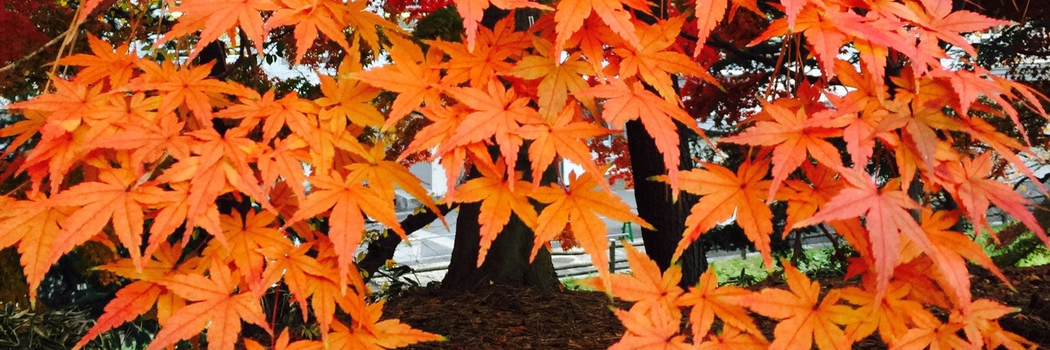 Nihon36's profile banner image