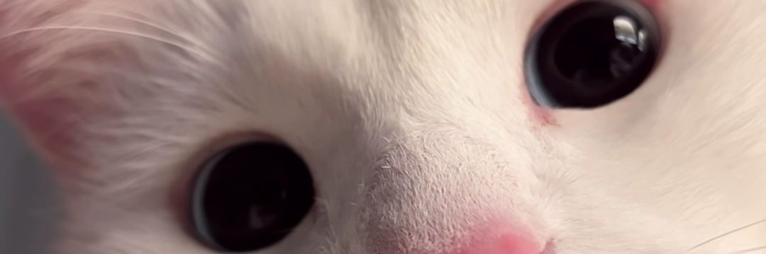moonbluedd's profile banner image