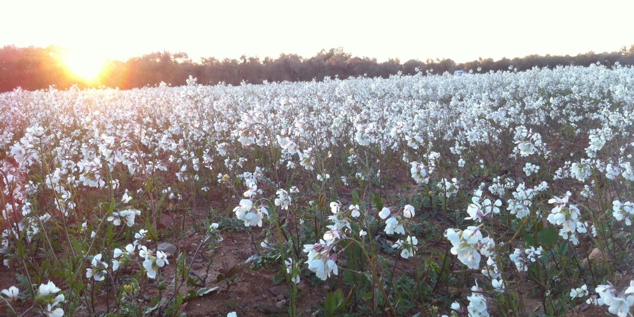 Victoria (Vicky) Fernandez banner