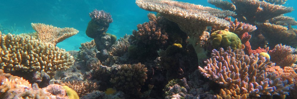 NWebster_Micro banner