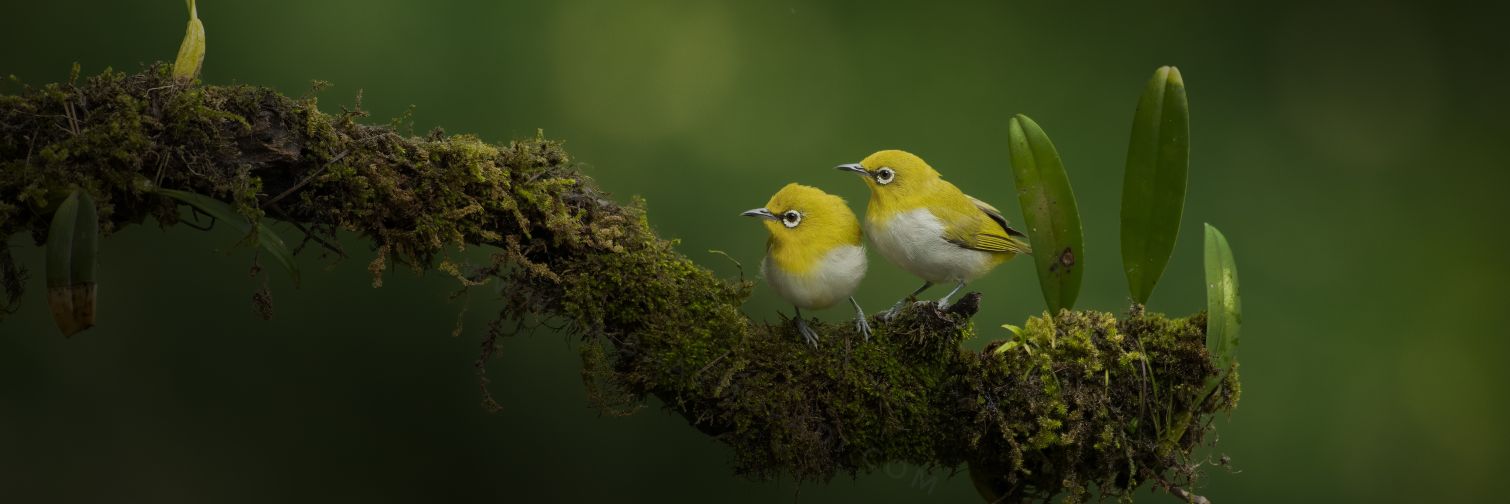 im-wildvaibhav banner