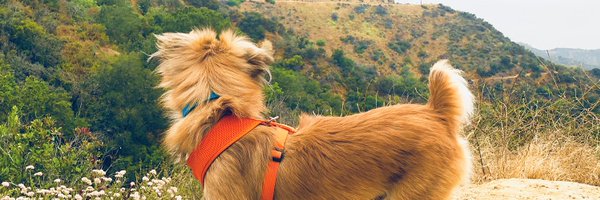 ptolemy Profile Banner