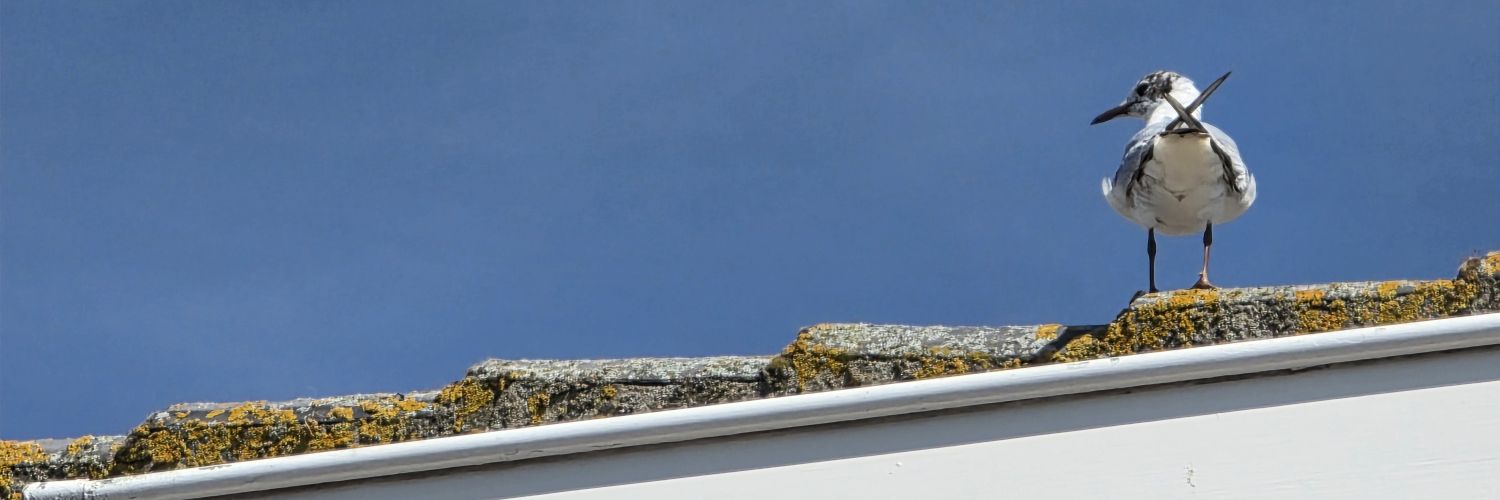 hrnawann's profile banner image