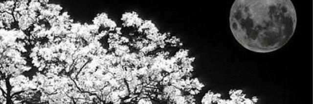gasges1919's profile banner image