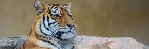 AAAchappy Profile Banner