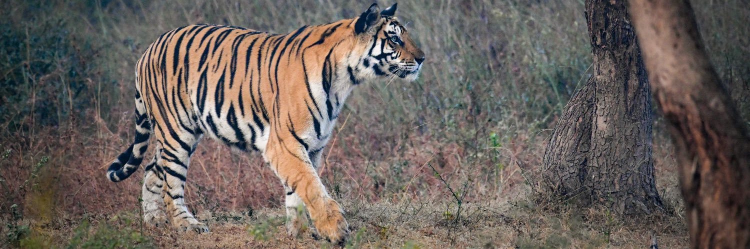 t₹ading monk banner