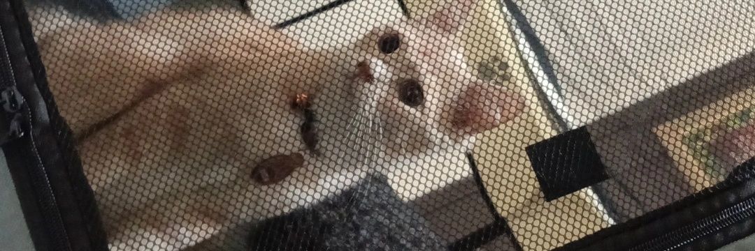 Musisi Buta Nada banner