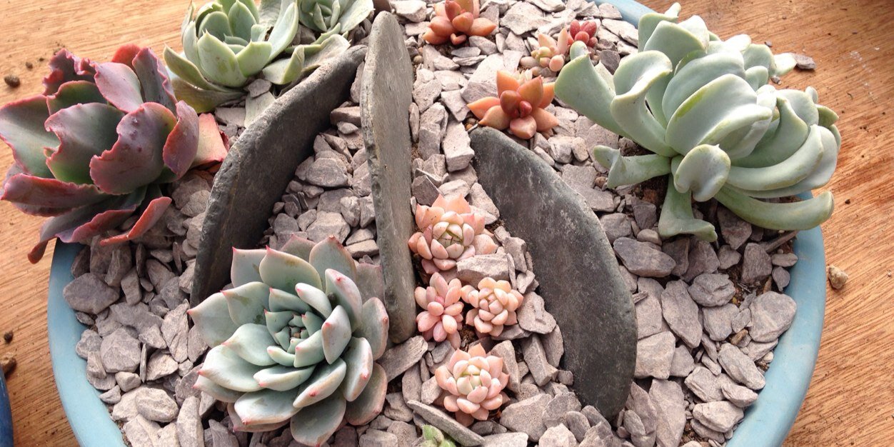 Fiona@blueleafplants banner