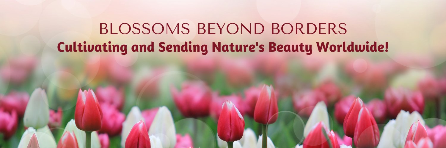 sunrosaflowers's profile banner image