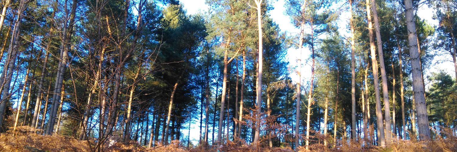 gingmonkey's profile banner image