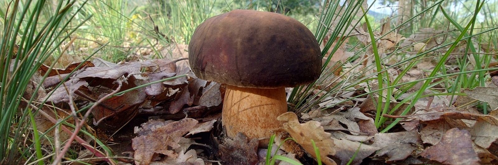 European Mycological Institute banner