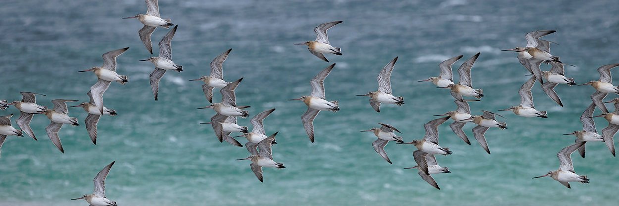Outer Hebrides Birds banner