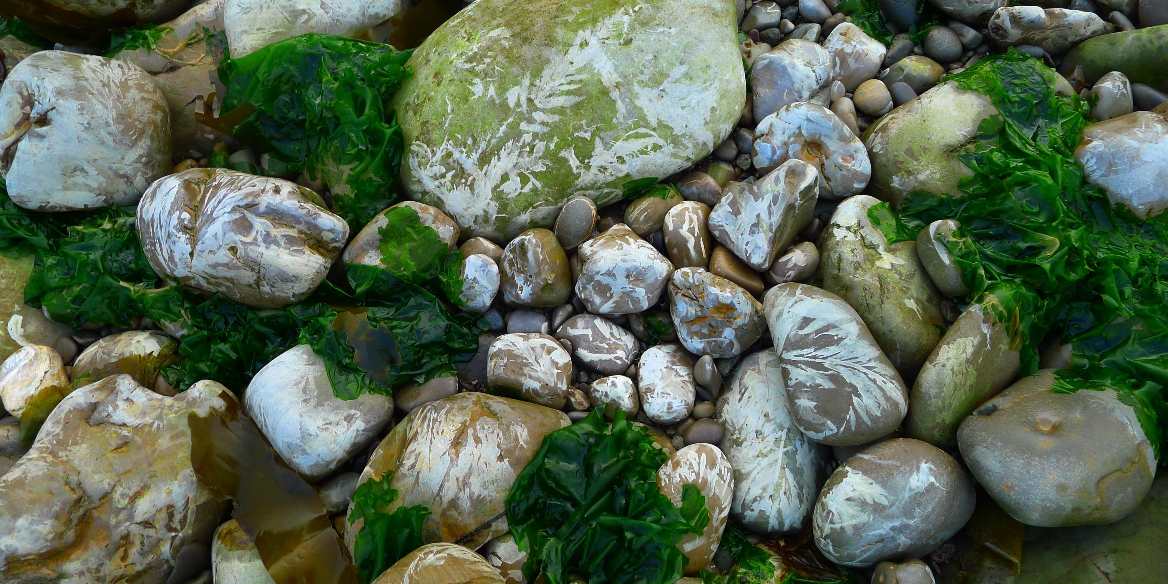 alison anastasio banner