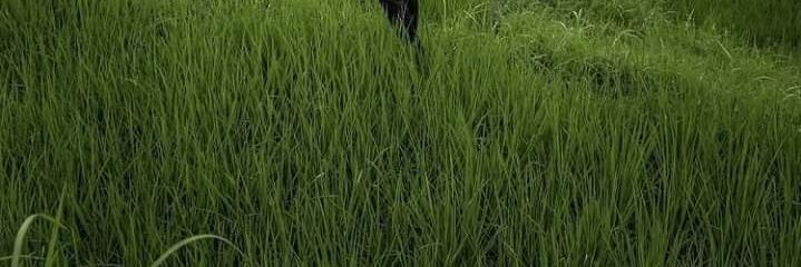 djaminto's profile banner image
