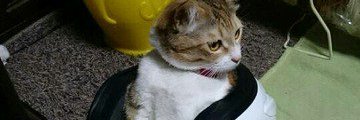 keravinos's profile banner image