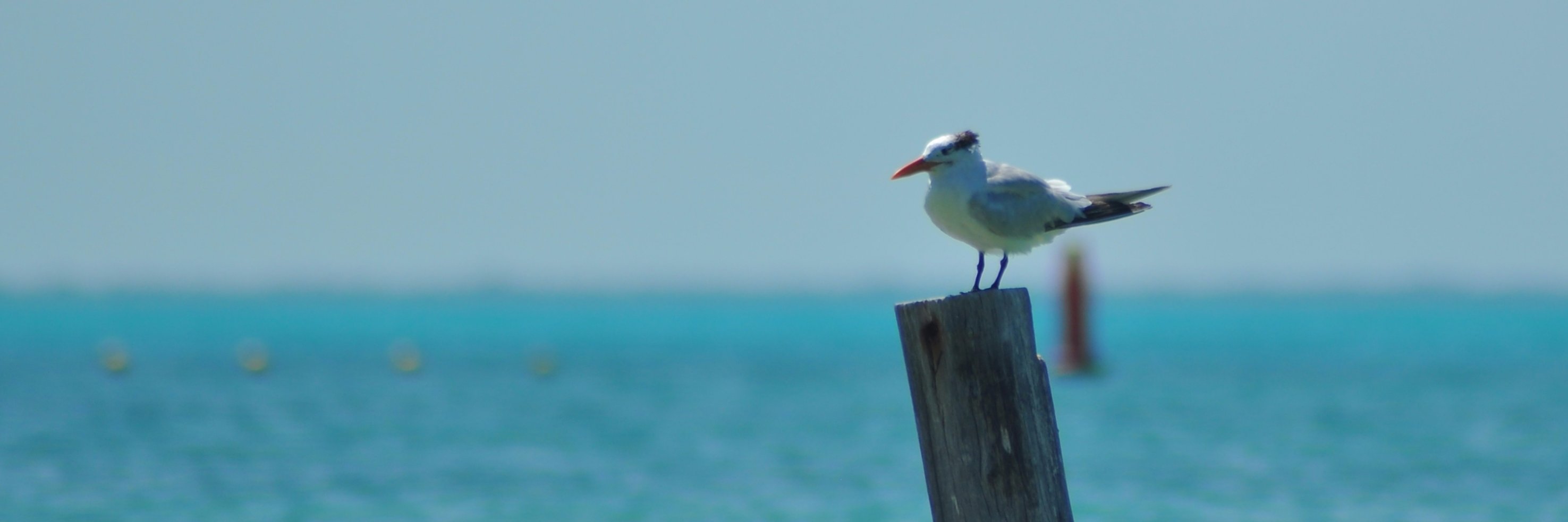 DANYELOSO's profile banner image