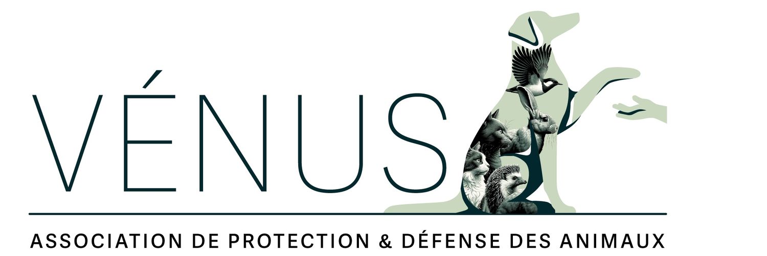 assovenus's profile banner image