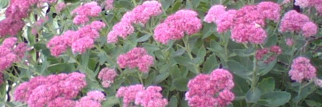 Anne Wright 🦖🦈 banner