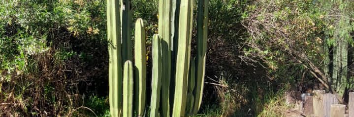 sabrosito banner