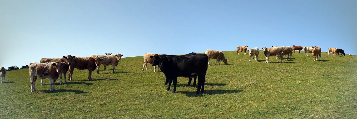 Jamie Singleton banner