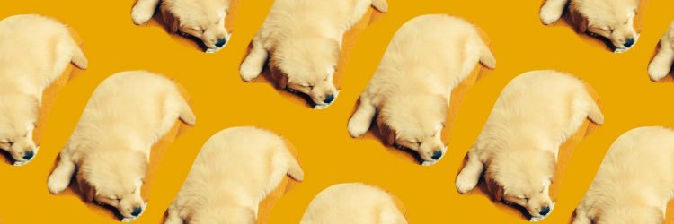 ebingorilla666's profile banner image