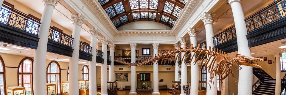 Alabama Museum of Natural History banner