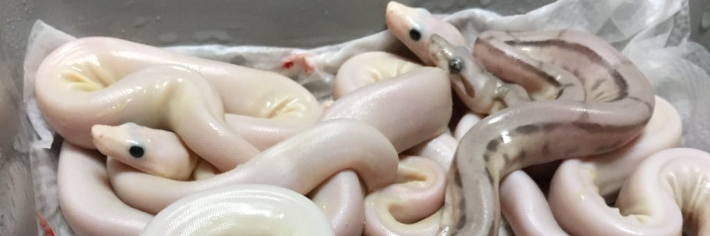 GTReptiles banner