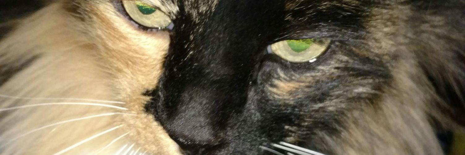 susanpvo's profile banner image